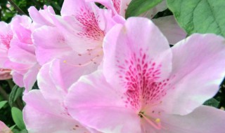 杜鹃花什么颜色（杜鹃花什么颜色的图片）