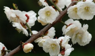 梅花的特点和精神（梅花的特点和精神品质）