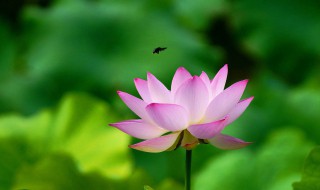 荷花的特点（荷花的特点和外形、颜色）