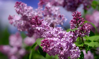 丁香花的特点（丁香花的特点四字词语）