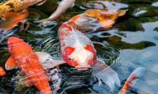 锦鲤的养殖方法 锦鲤的养殖方法和换水