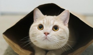 猫沐浴露怎么挑 猫沐浴露怎么挑选好的