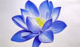 蓝莲花的寓意 蓝莲花的寓意与花语