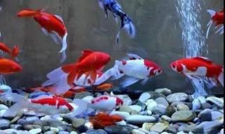 成为一个养鱼高手的方法是什么（成为一个养鱼高手的方法是什么意思）