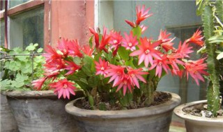 昙花用什么土栽培好（昙花用什么土栽培好养）