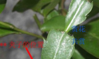 叶仙嫁接蟹爪兰教程 叶仙怎样嫁接蟹爪兰成活率高视频