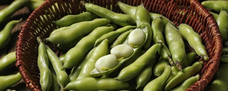 蚕豆要煮多久才熟 蚕豆要煮多久才熟了