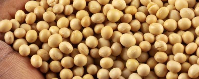 脱脂大豆是什么意思 有机脱脂大豆是什么意思