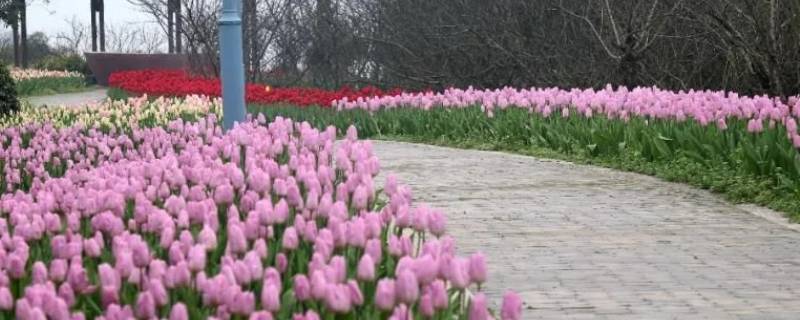 长寿郁金香花海在哪里（长寿湖郁金香节）