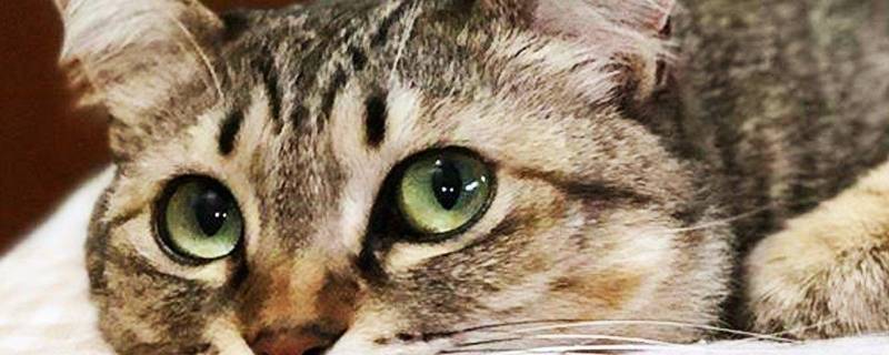 关于猫的谜语（关于猫的谜语幼儿园）