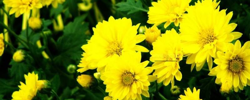 菊花的香味怎么形容 菊花的香味怎么形容四个字