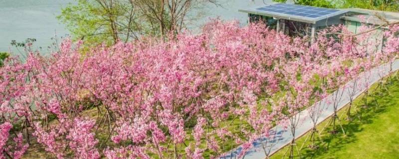 福州鲤鱼洲樱花岛在哪里 福州鲤鱼洲樱花岛在哪里怎么坐车