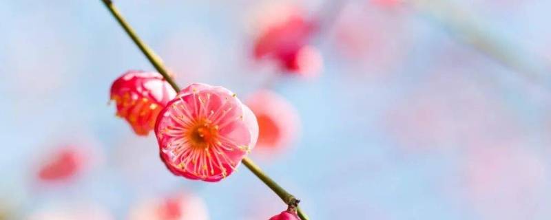 照母山梅花在哪个位置（照母山的梅花）