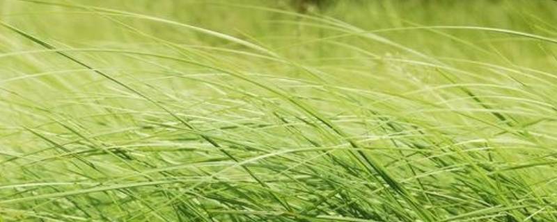 由北向南吹的风叫什么风 从北向南吹的风是什么风