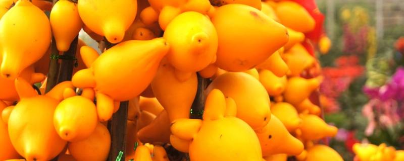 五代同堂果可以吃吗（五代同堂果的药用方法）