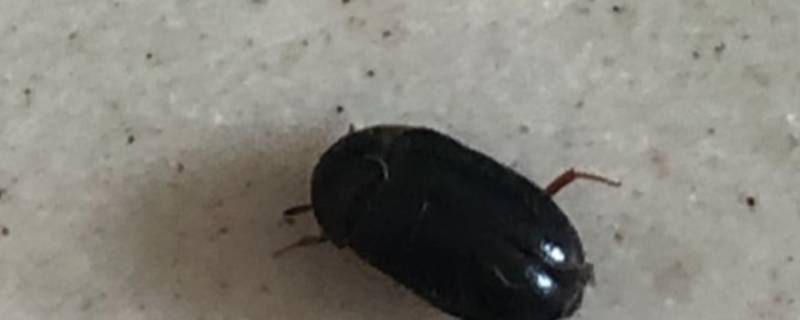 卧室有黑色硬壳小虫源头在哪 卧室有黑色硬壳小虫源头在哪呼和浩特