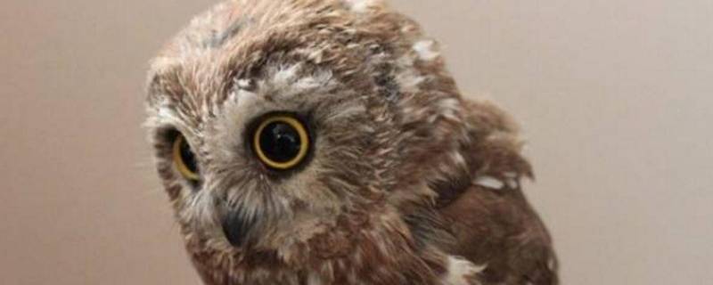 猫头鹰品种（哈利波特猫头鹰品种）