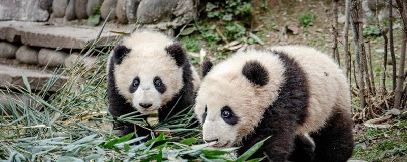 怎么介绍大熊猫（怎么介绍大熊猫的外形）