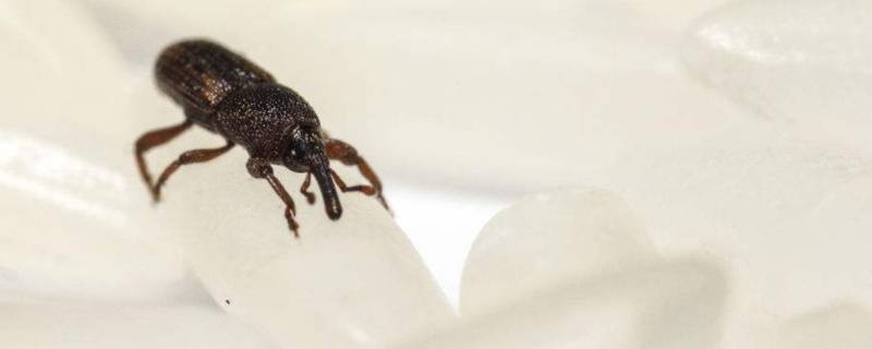 米象跑到卧室怎么消灭 卧室里有米象怎么消灭