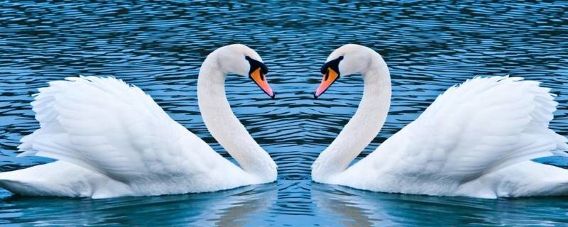 天鹅会飞吗还是会游泳 野鸭会飞吗还是会游泳