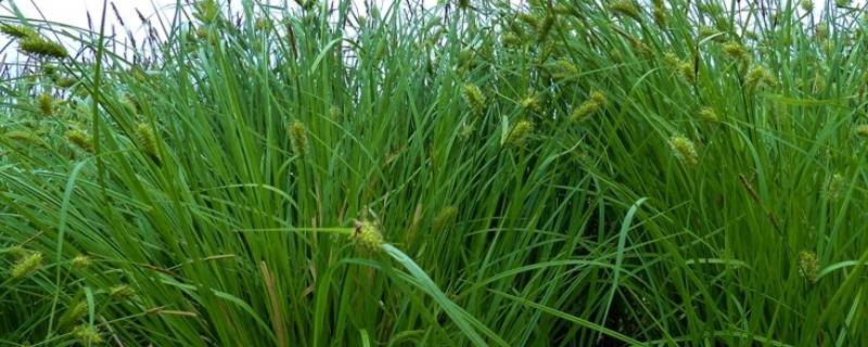 乌拉草有什么用处 乌拉草有什么作用