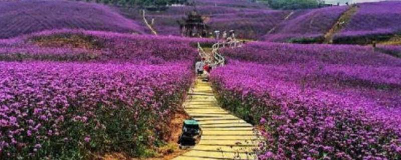 安顺花海风景区在哪里（安顺花海风景区在哪里呀）