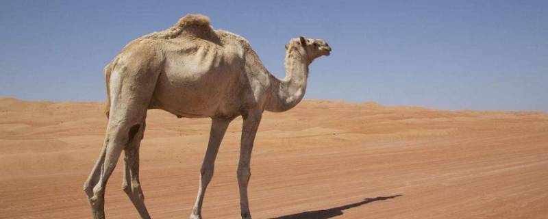 骆驼的家在哪里 骆驼的家在哪里啊