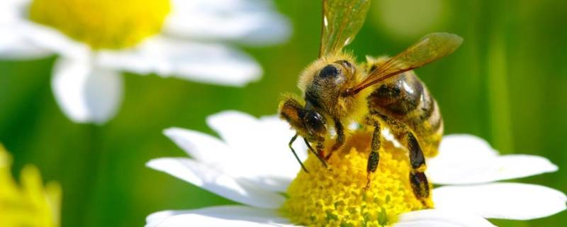 怎么把蜜蜂赶出卧室 怎么把蜜蜂赶出卧室灯