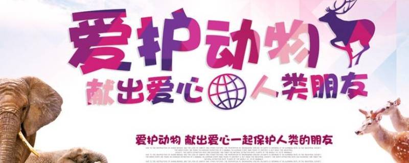 爱护动物的宣传标牌（爱护动物的宣传标牌简笔画）