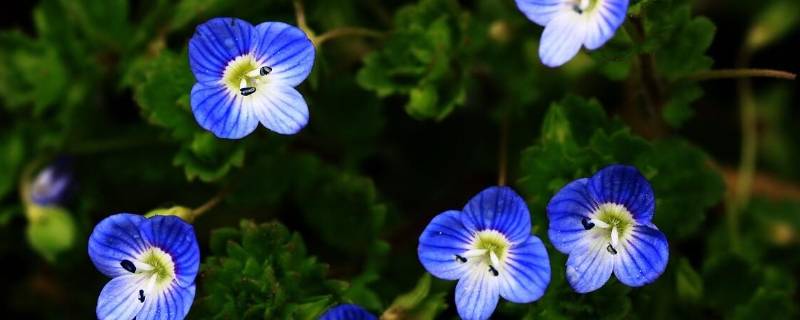 阿拉伯婆婆纳名字由来（阿拉伯婆婆纳的别名）