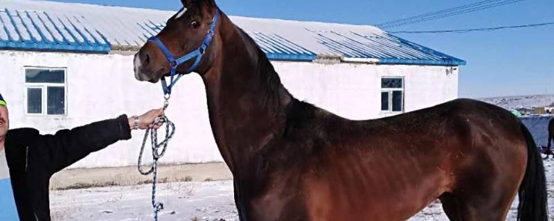 马的家被称为什么（马的家被称作什么）