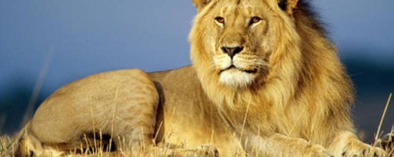 动物的由来 袍子动物的由来