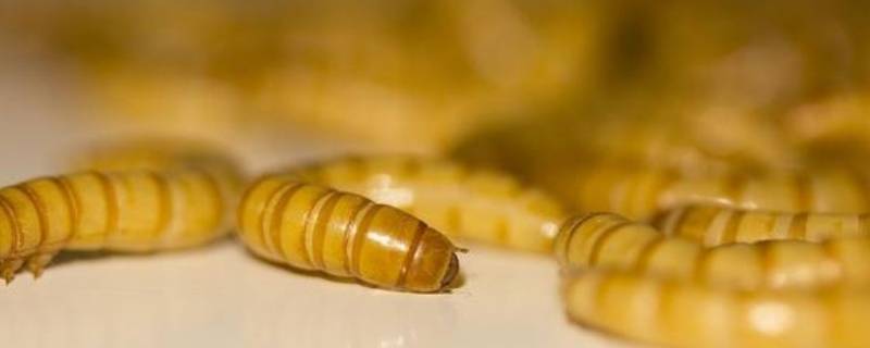 吃毛衣的虫子如何杀死 毛衣虫怎么去除