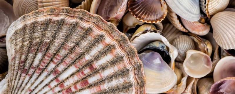 大贝壳叫什么名字 河蚌为什么没人吃