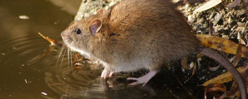 老鼠在天花板上怎样去除 老鼠在天花板上怎样去除云南保山
