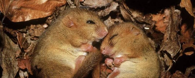 冬眠动物有哪些动物 什么动物要冬眠