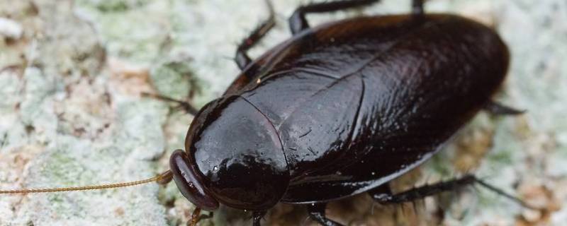 房间有蟑螂怎么办能除根 家里有蟑螂怎样除根