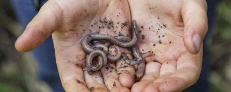 冬天有蚯蚓吗 冬天蚯蚓在干嘛