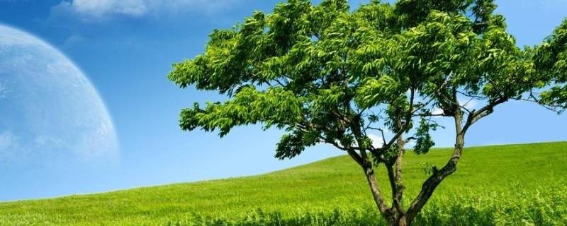 大树的由来（大树的由来而不是大树的歌来听）