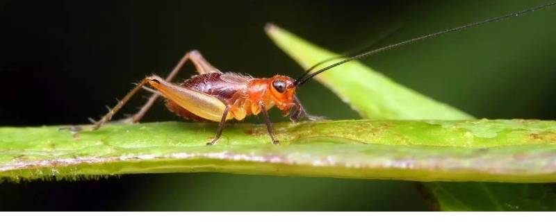 促织是蟋蟀还是蝈蝈（促织是蟋蟀还是蝈蝈还是咋吗）