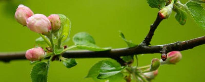 春天的由来（春天的由来的传说）