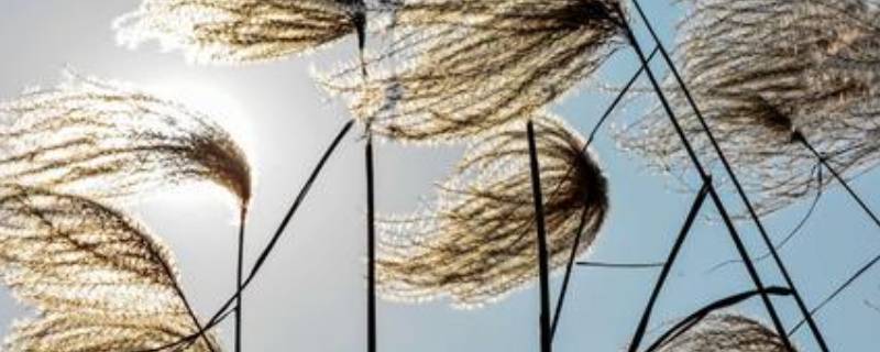 冬天的风为什么叫朔风（冬天的风为啥叫朔风）