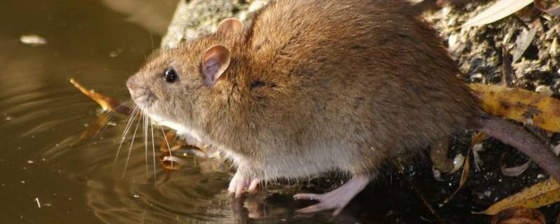 房间有老鼠怎么处理 房间有老鼠怎么处理好