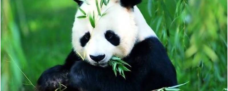 大熊猫的由来（大熊猫的由来资料）