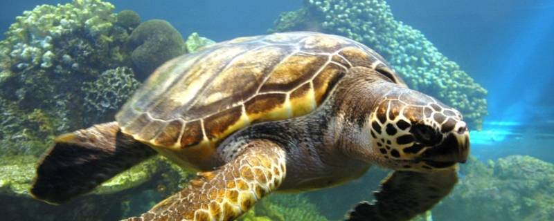 什么动物长命 爬行动物有什么