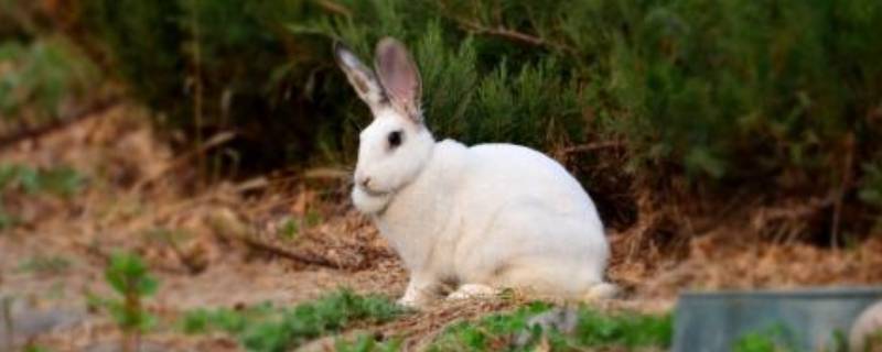 兔的家叫什么 牛的家叫什么