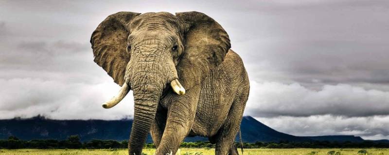 大象是什么颜色的（大象是什么颜色）