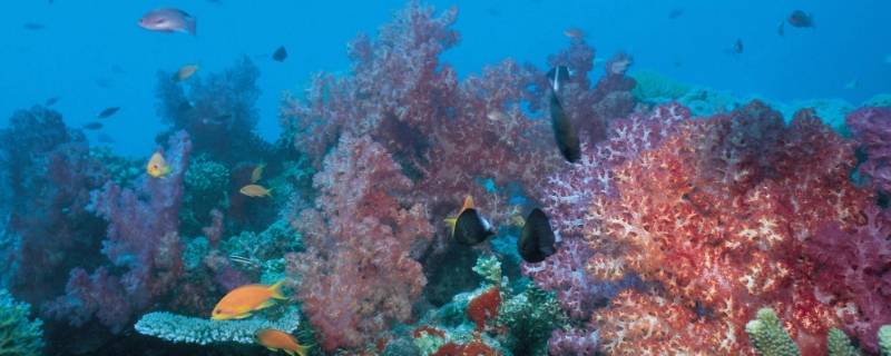 大海有什么植物或动物（大海有哪些植物和动物）