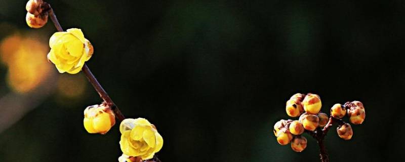 冬天里的腊梅怎么形容 冬天的腊梅怎么写