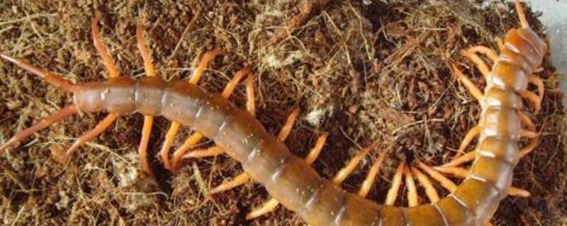 蜈蚣是什么动物（蜈蚣是什么动物食草还是食肉）